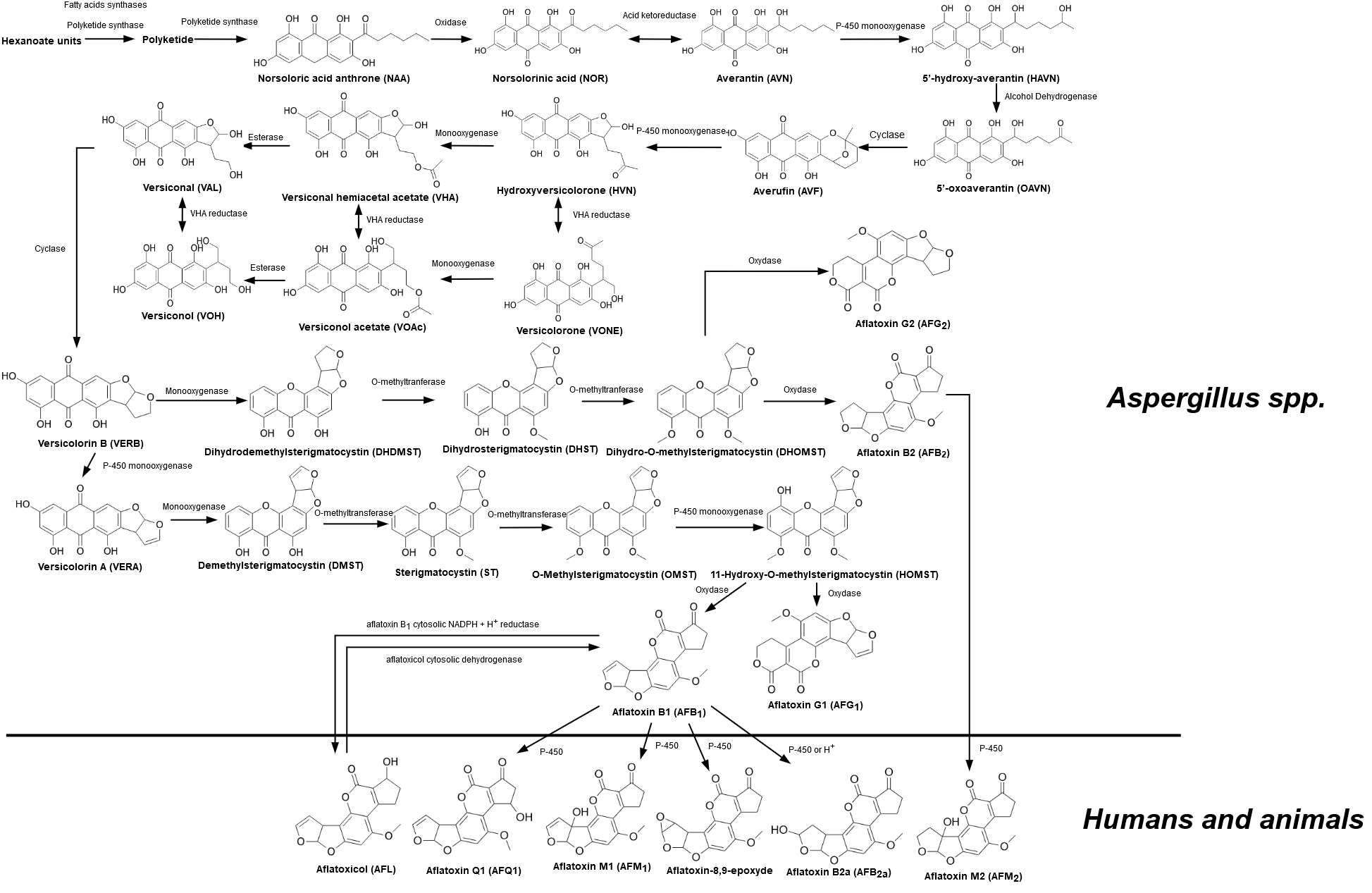 aflatoxins pathway