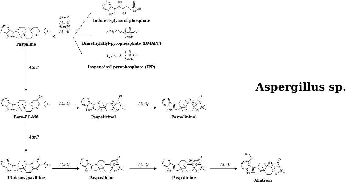 aflatrem pathway