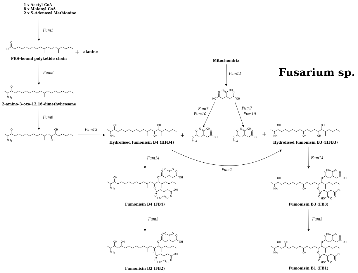fumonisins pathway