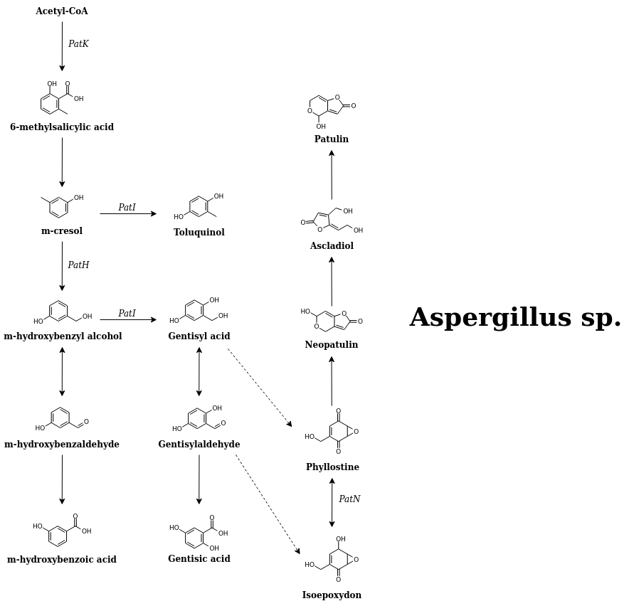 patulin pathway