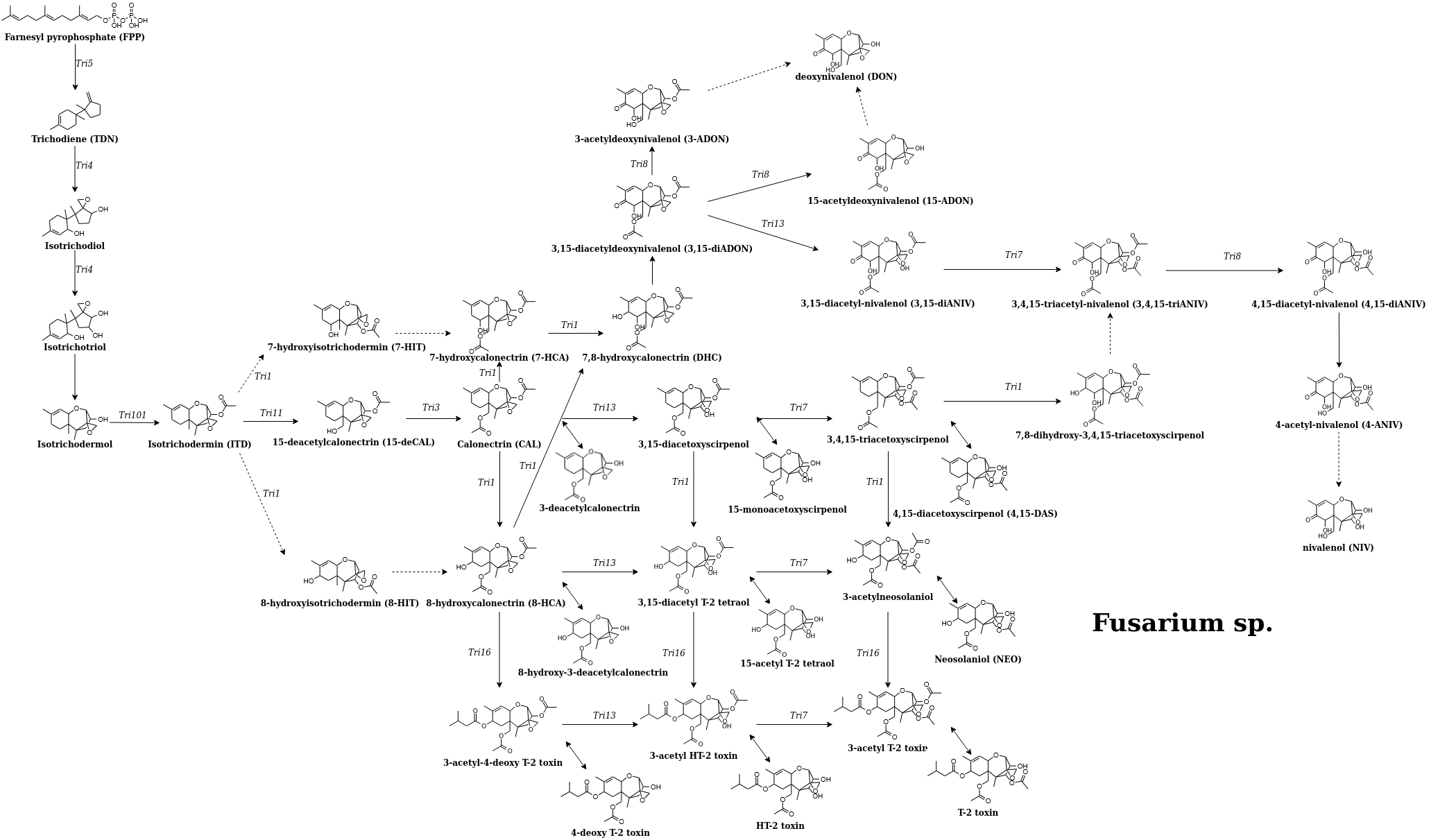 trichothecenes pathway