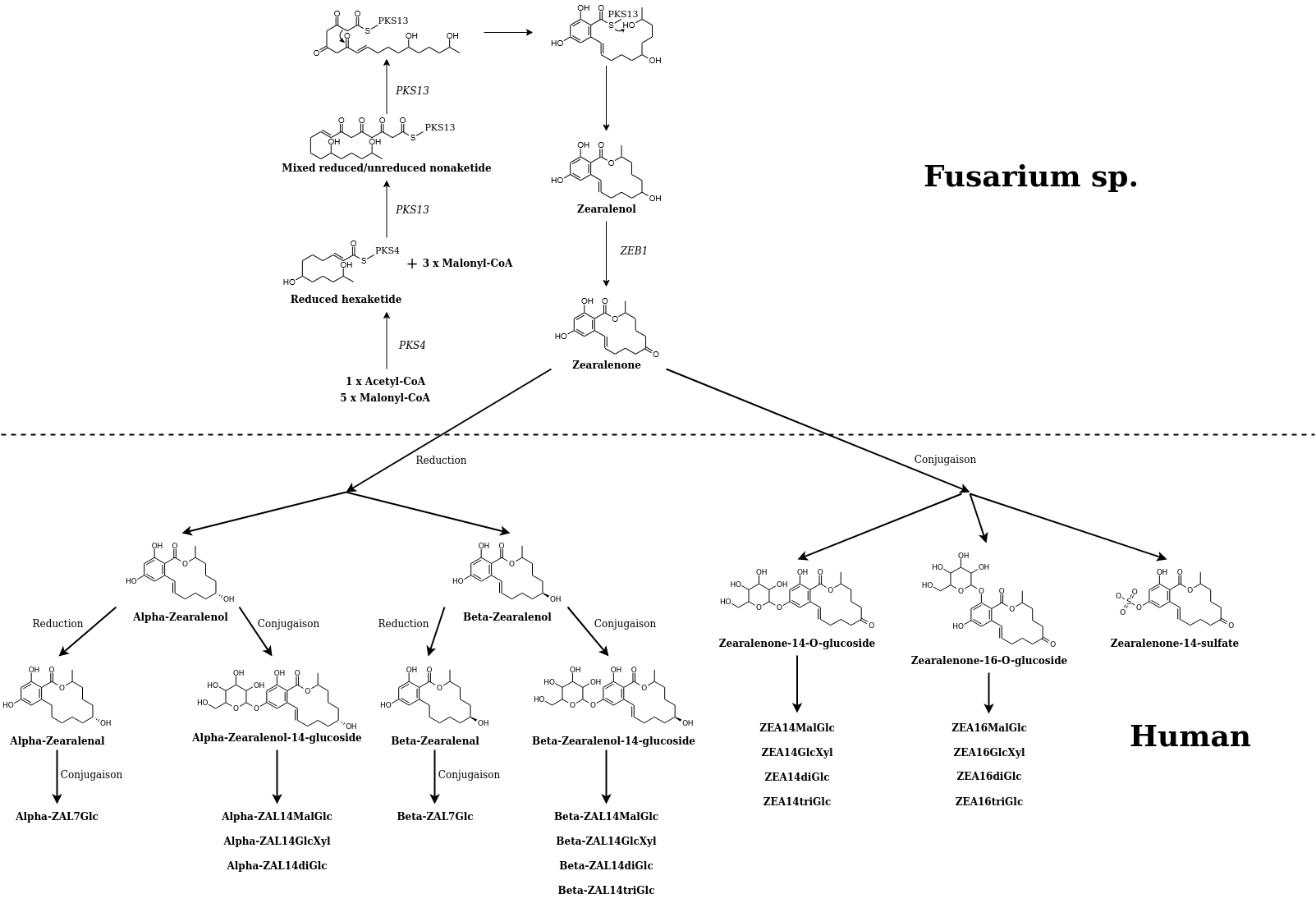 zearalenone pathway